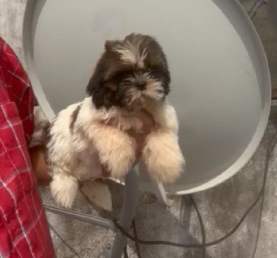 Order Female Shih Tzu Puppy from  India